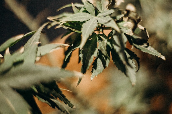 Beginner tips dry herb vaping